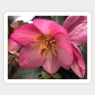 The Tender Winter Pink Hellebore Sticker